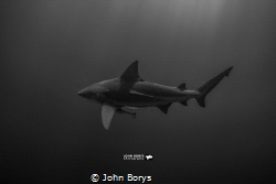 Bull shark glides through the shadows. by John Borys 